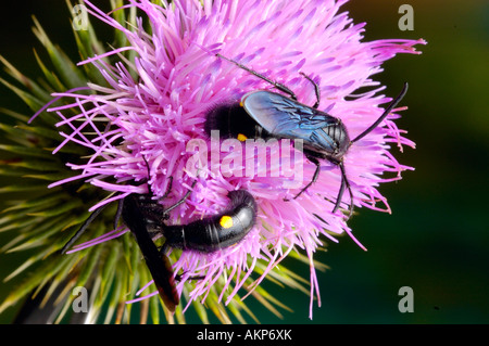 Fiori australiani vespe su thistle Foto Stock