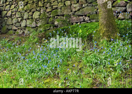 Bluebells comune crescente accanto a una pietra a secco in parete Eskdale nel Parco Nazionale del Distretto dei Laghi, UK. Foto Stock