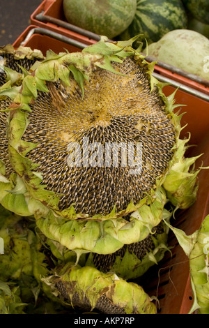 Semi di girasole nel mercato degli agricoltori, Madison, Wisconsin. Foto Stock