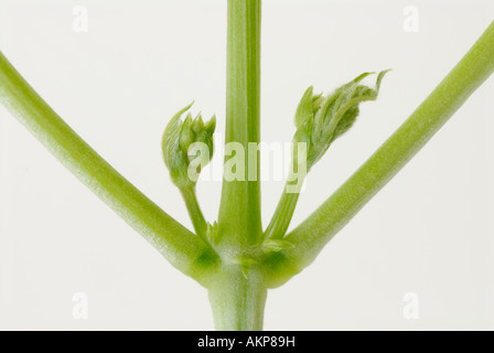 Laterale o di gemme ascellari e steli in una pianta Foto Stock