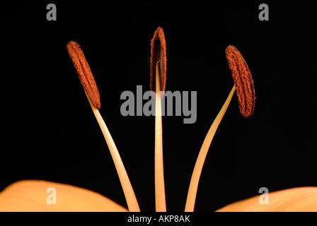 Close-up di stami con antere mature Foto Stock