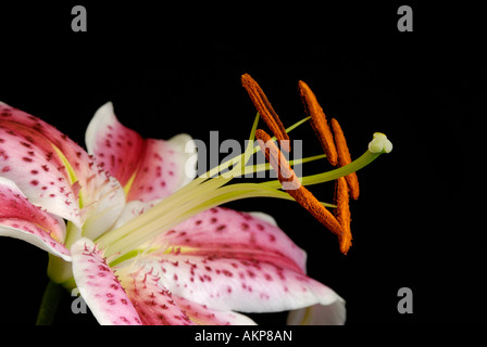 Close up fiore strutture riproduttive parti compreso stami, antere, pistillo e lo stigma Foto Stock