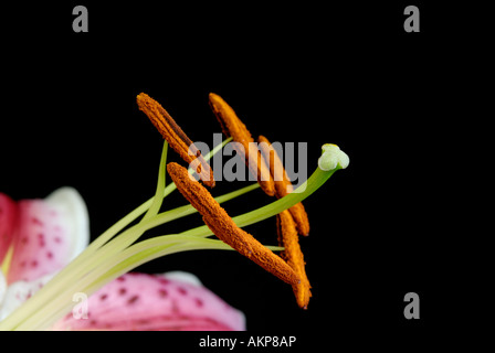 Close up fiore strutture riproduttive parti compreso stami, antere, pistillo e lo stigma Foto Stock