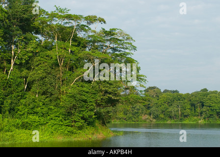 Mamiraua Riserva Ecologica di Amazzonia, Brasile Foto Stock