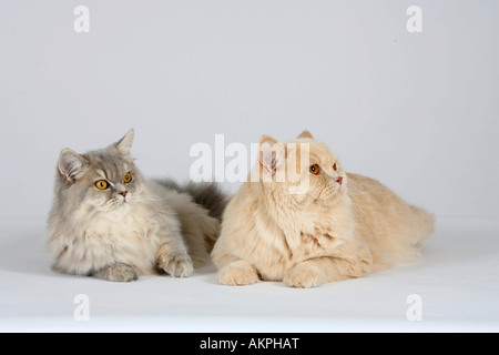 British Longhair gatti crema blu silver tabby sgombro e crema Highlander Lowlander Britanica Foto Stock