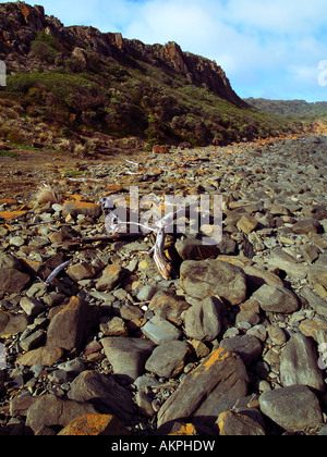 Narawntapu Parco nazionale Tasmania Foto Stock