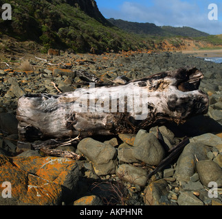 Narawntapu Parco nazionale Tasmania Foto Stock