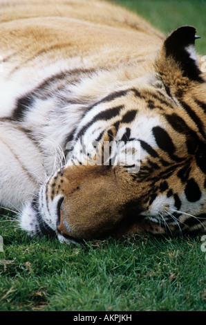 Tigre di sonno Foto Stock