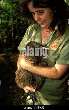 Wellington Zoo un operaio tenendo un uccello kiwi Foto Stock