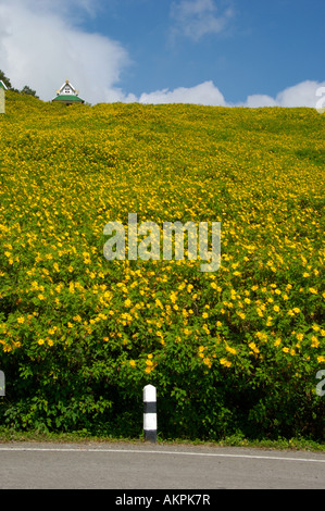 Girasoli tailandese Tithonia Diversifolia o Bua Tong blumi a Tung Bua Tong vicino Khun Yuam e Mae Sariang a nord-ovest della Thailandia Foto Stock