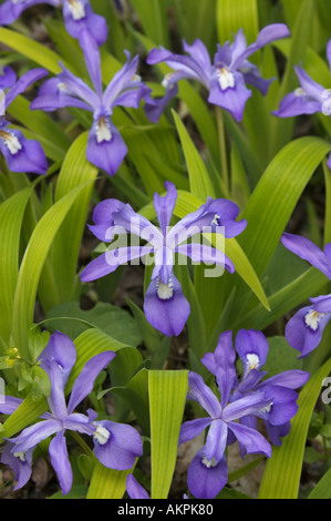 Crested Dwarf Iris nel Parco Nazionale di Great Smoky Mountains Tennessee Foto Stock