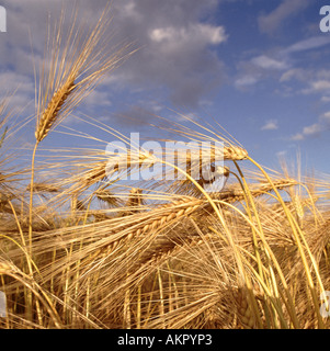 Close up di ripe raccolto di orzo appena prima della raccolta Foto Stock