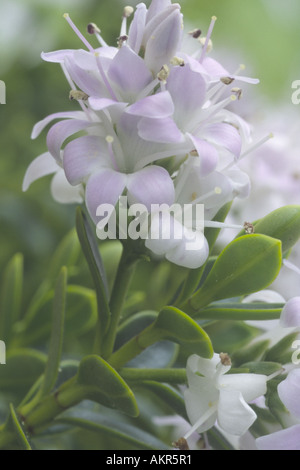 Hebe vernicosa. Modulo Gas Anestetici Foto Stock