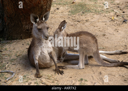 Australia Canguro con i giovani Foto Stock