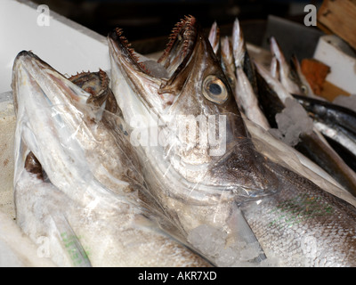 Sicilia Italia Mercato del Pesce a Porticello Cod Foto Stock