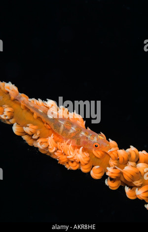 Filo coral ghiozzo Bryaninops yongei a stretto di Lembeh Indonesia Foto Stock