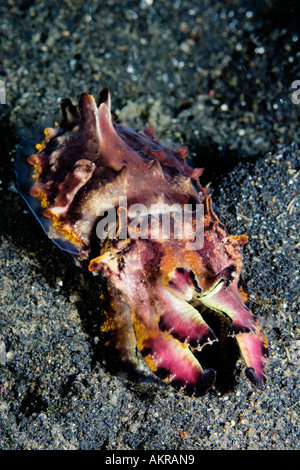 La seppia Flamboyant Metasepia pfefferi a stretto di Lembeh Indonesia Foto Stock