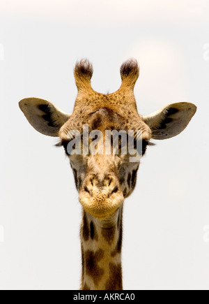 Giraffa colpo di testa Foto Stock