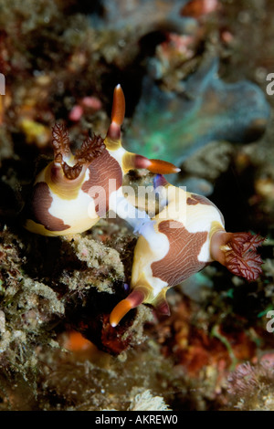 Nembrotha rutilans nudibranchi coniugata in stretto di Lembeh Indonesia Foto Stock