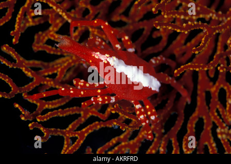 Xeno granchio conicus Xenocarcincus in Lembeh Suluwesi Indonesia Foto Stock