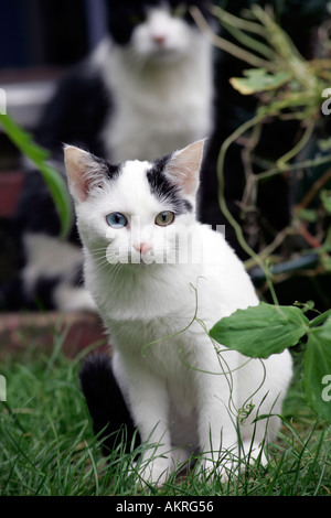 Un grazioso piccolo femmina bianco e nero gattino con occhi dispari seduti all'aperto in giardino con un altro gatto in background Foto Stock