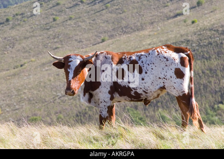 Nguni ox, vicino Bonnievale, Western Cape, Sud Africa. Foto Stock
