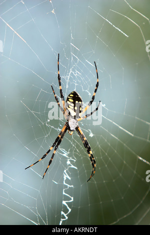 Banana femmina Spider con il Web Foto Stock