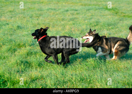Due cani ibrida in esecuzione insieme su un prato nero Labrador Border Collie mix e mix di Husky Foto Stock