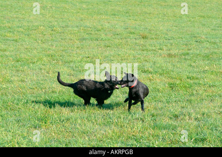 Due cani ibrido giocare insieme su un prato nero Labrador Border Collie mix e Schnautzer nero mix Foto Stock