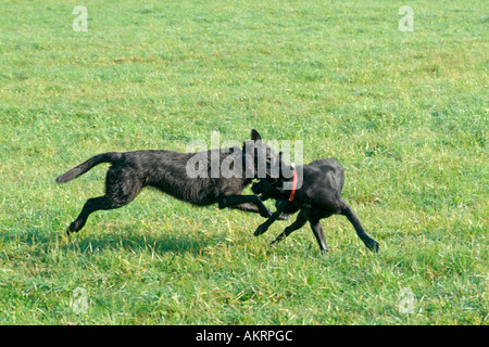 Due cani ibrido giocare insieme su un prato nero Labrador Border Collie mix e Schnautzer nero mix Foto Stock