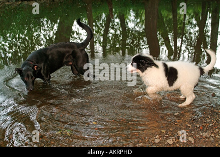 Due cani in acqua su riverside nero cane ibrido Labrador Border Collie mix e cucciolo di Landseer Foto Stock