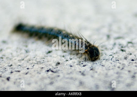 Primo piano di una foresta tenda caterpillar disstria Malacosoma Foto Stock