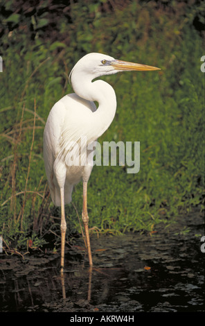 Un ritratto di un grande airone bianco Ardea erodiade occidentalis in attesa per la cena in una palude Everglades Foto Stock