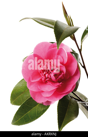 Camelia (Camellia japonica), close-up Foto Stock