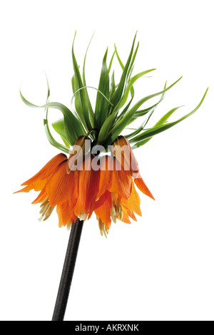 La corona imperiale (Fritillaria imperialis), close-up Foto Stock