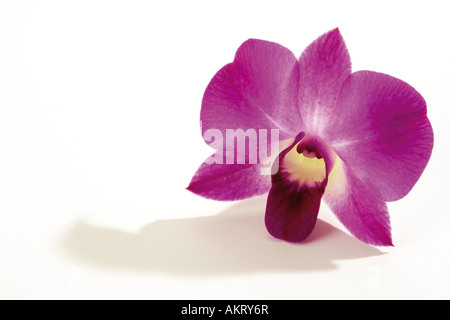 Orchid blossom (Orchidaceae), close-up Foto Stock