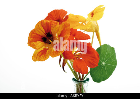 Nasturtium (Tropaeolum majus), close-up Foto Stock
