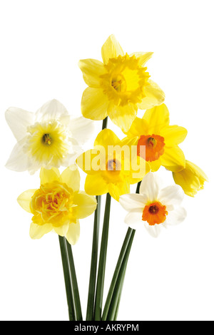 Giunchiglie, close-up Foto Stock