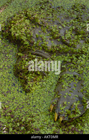 Indian Softshell turtle coperti con stagno infestante. Bharatpur Parco Nazionale di Keoladeo o Ghana Santuario. Il Rajasthan. INDIA. Foto Stock