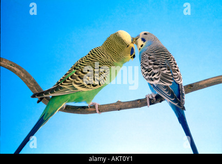 2 due coppia giovane verde e blu alimentazione budgie ogni altro amore kiss kissing seduto su un ramo budgerigar Foto Stock