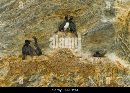 Cormorani lungo la baia di Lapataia vicino a Ushuaia, Argentina Foto Stock