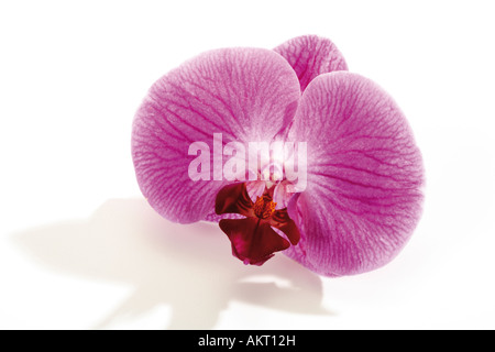 Orchid blossom (Orchidaceae), close-up Foto Stock