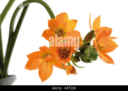 Stella di Betlemme, Ornithogalum, close-up Foto Stock