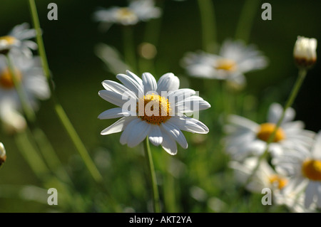 Un gruppo di Leucanthemum vulgare - Marguerite fiori Foto Stock