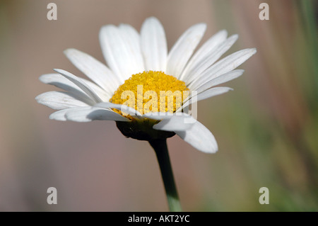 Una singola bianco Leucanthemum vulgare - Marguerite Foto Stock