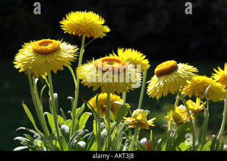 Giallo paglierino fiori Foto Stock