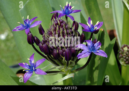 Squill peruviana - Scilla Peruvianna Foto Stock