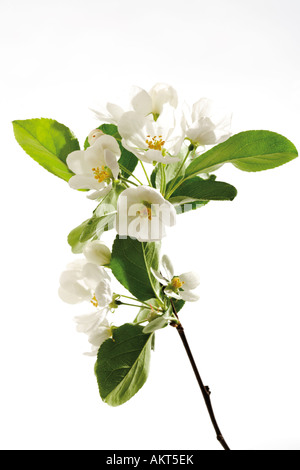 Apple ornamentali fiori, close-up Foto Stock
