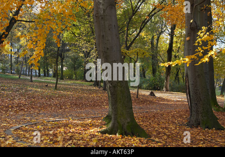 Golden Tree fogliame percorso pedonale e di cadere le foglie in autunno il parco della città Foto Stock