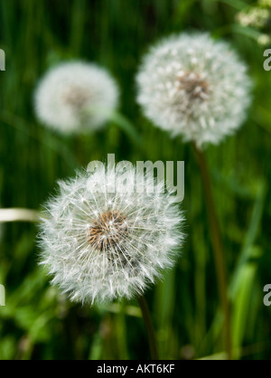 Tarassaco seme head Taraxacum officinale Foto Stock
